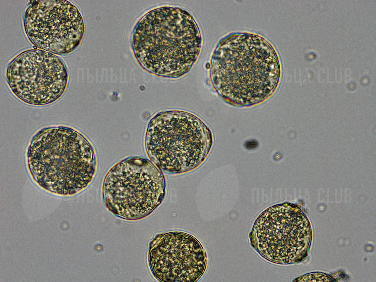 Пыльца березы микроскопом. Пыльцевые зерна амброзии. Пыльца амброзии под микроскопом. Пыльца берёзы микроскопия. Пыльцо