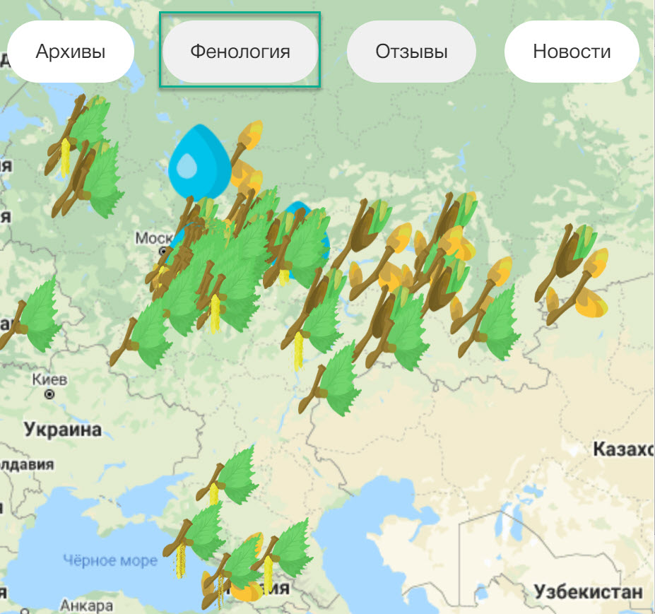 Карта пыльцы березы. Карта пыления березы. Карта пыления березы в России. Карта пыления амброзии.